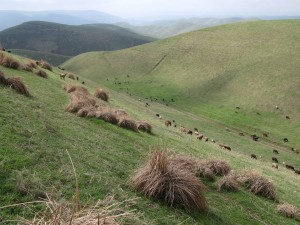 Hügellandschaft am 'alten Pferch' (Kuhna-Qutan) im Bezirk Temurmalik, Ende Februar
